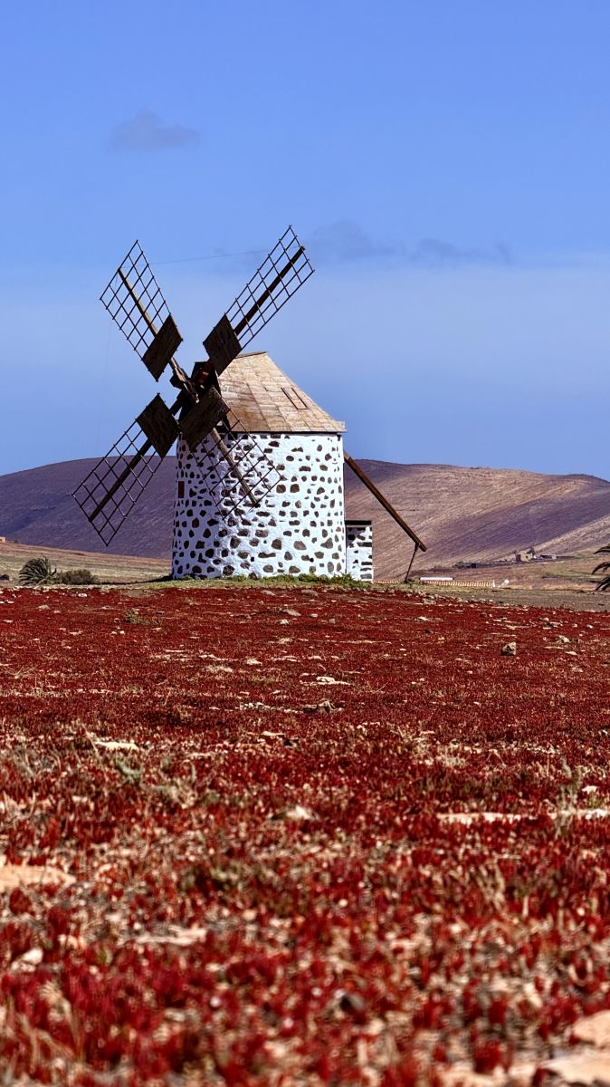Ausflugsfoto - in Fuerteventura - Spanien - Kanaren - Kreuzfahrt mit AIDAluna - 2026 - Bild 3