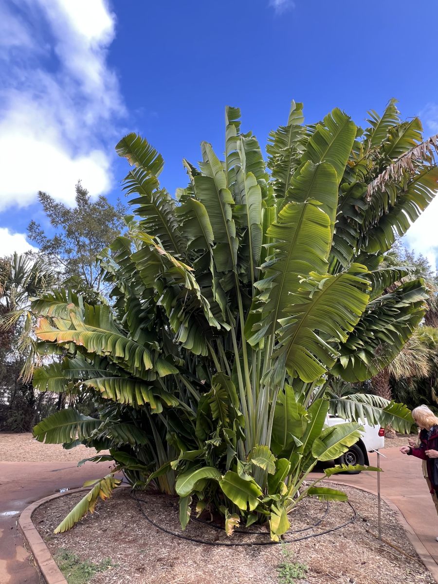 Ausflugsfoto - in Santa Cruz de Tenerife - Spanien - Kanaren - Kreuzfahrt mit AIDAluna - 2026