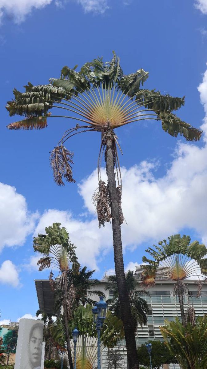 Ausflugsfoto - in Fort-de-France - Martinique - Karibik - Kreuzfahrt mit Mein Schiff 2 - 2026