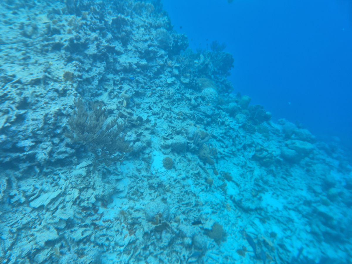 Ausflugsfoto - in Kralendijk - Bonaire - Karibik - Kreuzfahrt mit AIDAsol - 2025