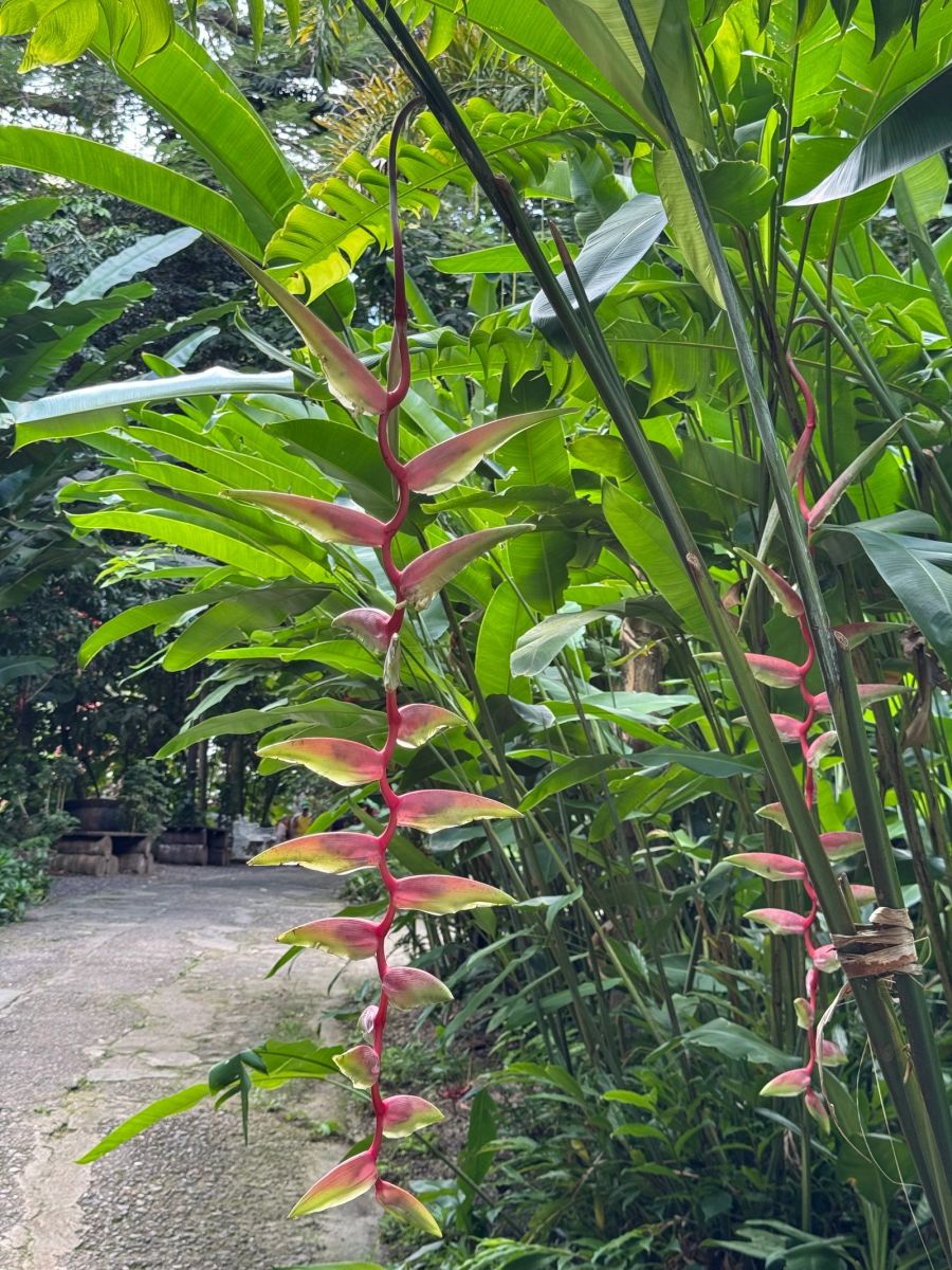 Ausflugsfoto - in Castries - Saint Lucia - Karibik - Kreuzfahrt mit AIDAblu - 2025 - Bild 2